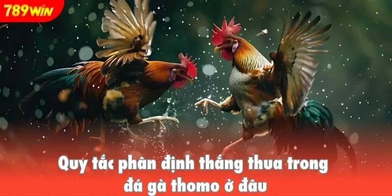 Quy tắc phân định thắng thua trong đá gà thomo ở đâu