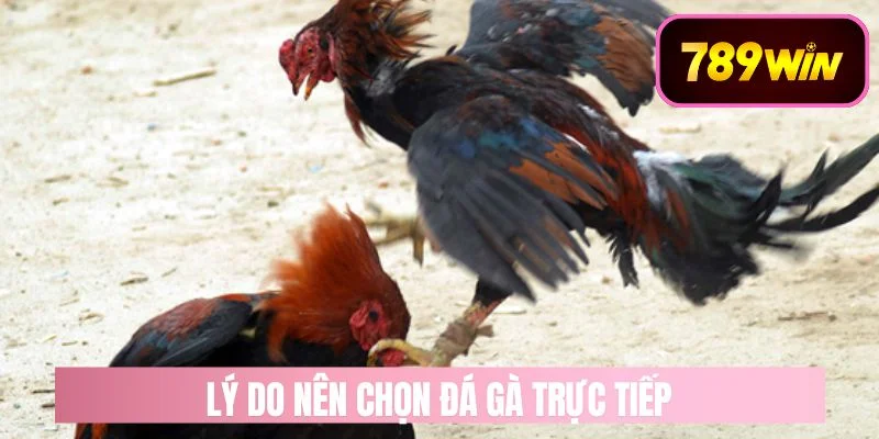 Lý Do Cược Thủ Nên Chọn Đá Gà Trực Tiếp
